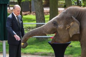 Elizabeth the Elephant 2