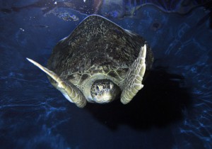 Turtles flown from Florida to Weymouth Sea Life Park. PR PICTURE BY: DORSET MEDIA SERVICE 16 MALLAMS, PORTLAND, DORSET DT5 1NJ TEL: 07815 100648 / 01305 822382