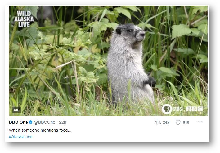 Animal GIF. Credit: BBC One Twitter