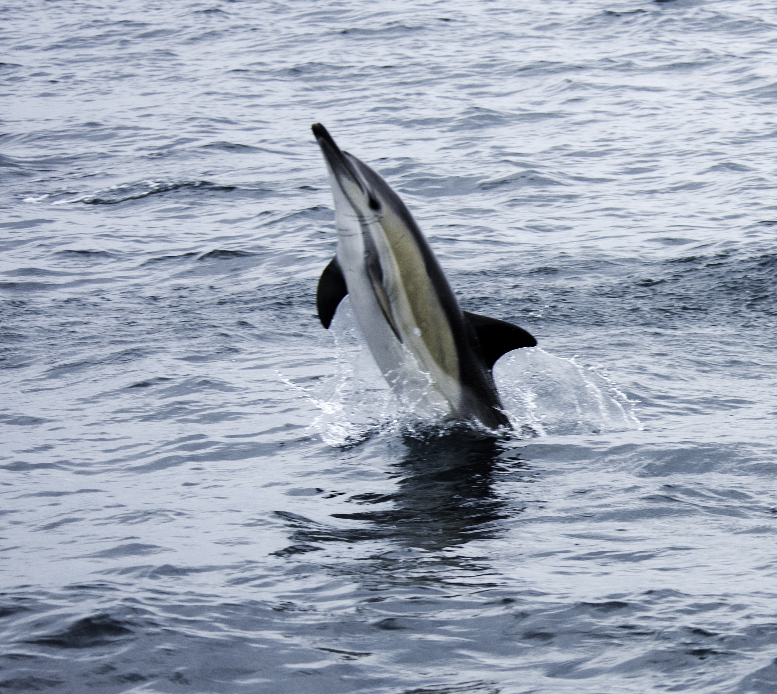 Dolphin Shopping Centre selects MARINElife to support in 2018