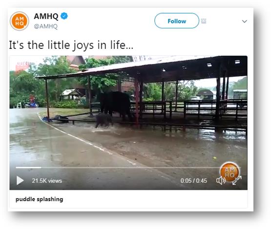 Baby elephant splashing in puddles Credit: @AMHQ
